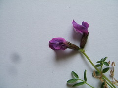 Oxytropis czukotica