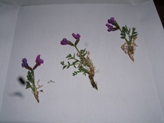 Oxytropis czukotica