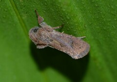 Acrolophus walsinghami