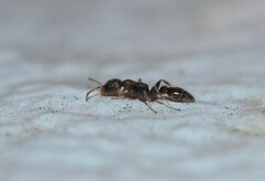 Pseudomyrmex oculatus