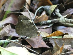 Heteronympha mirifica