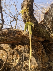 Oberonia pachyrachis