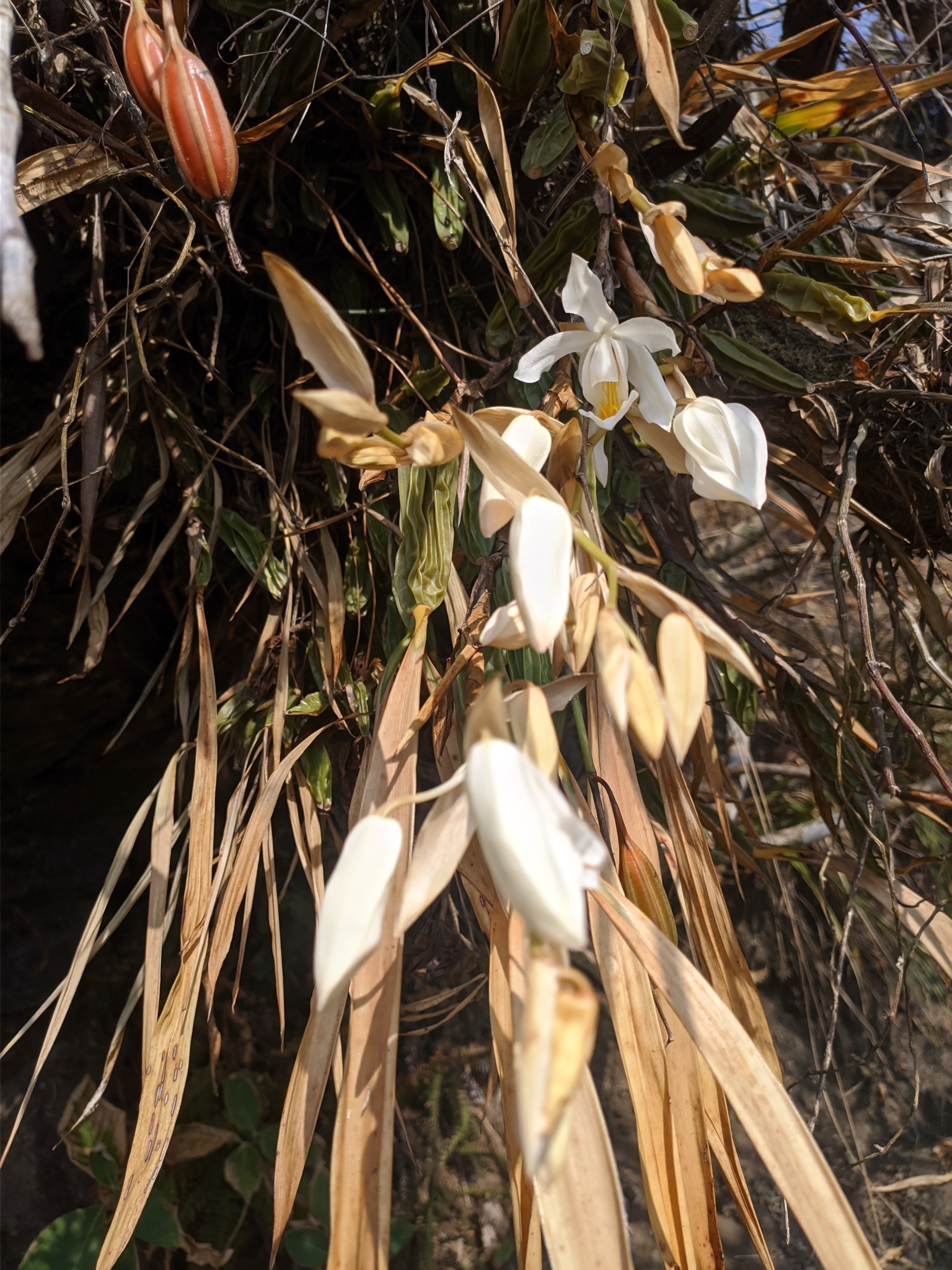 Imagem de Orquídea-dama-da-noite