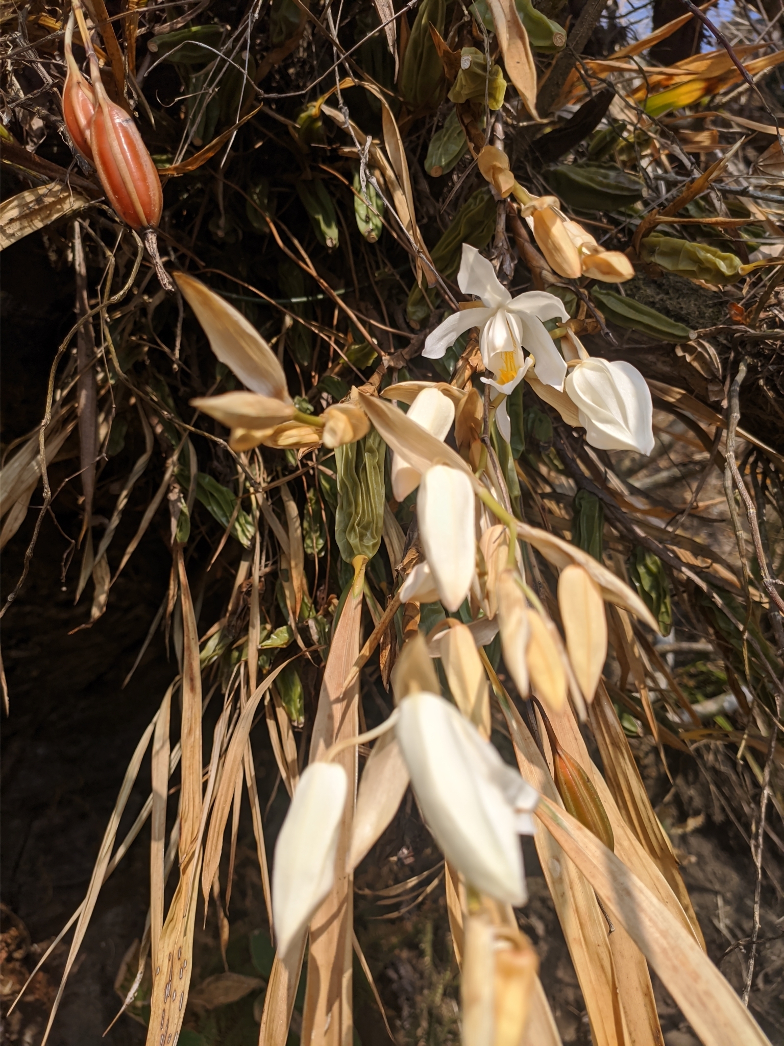 Imagem de Orquídea-dama-da-noite