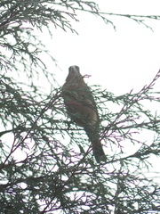 Pheucticus melanocephalus
