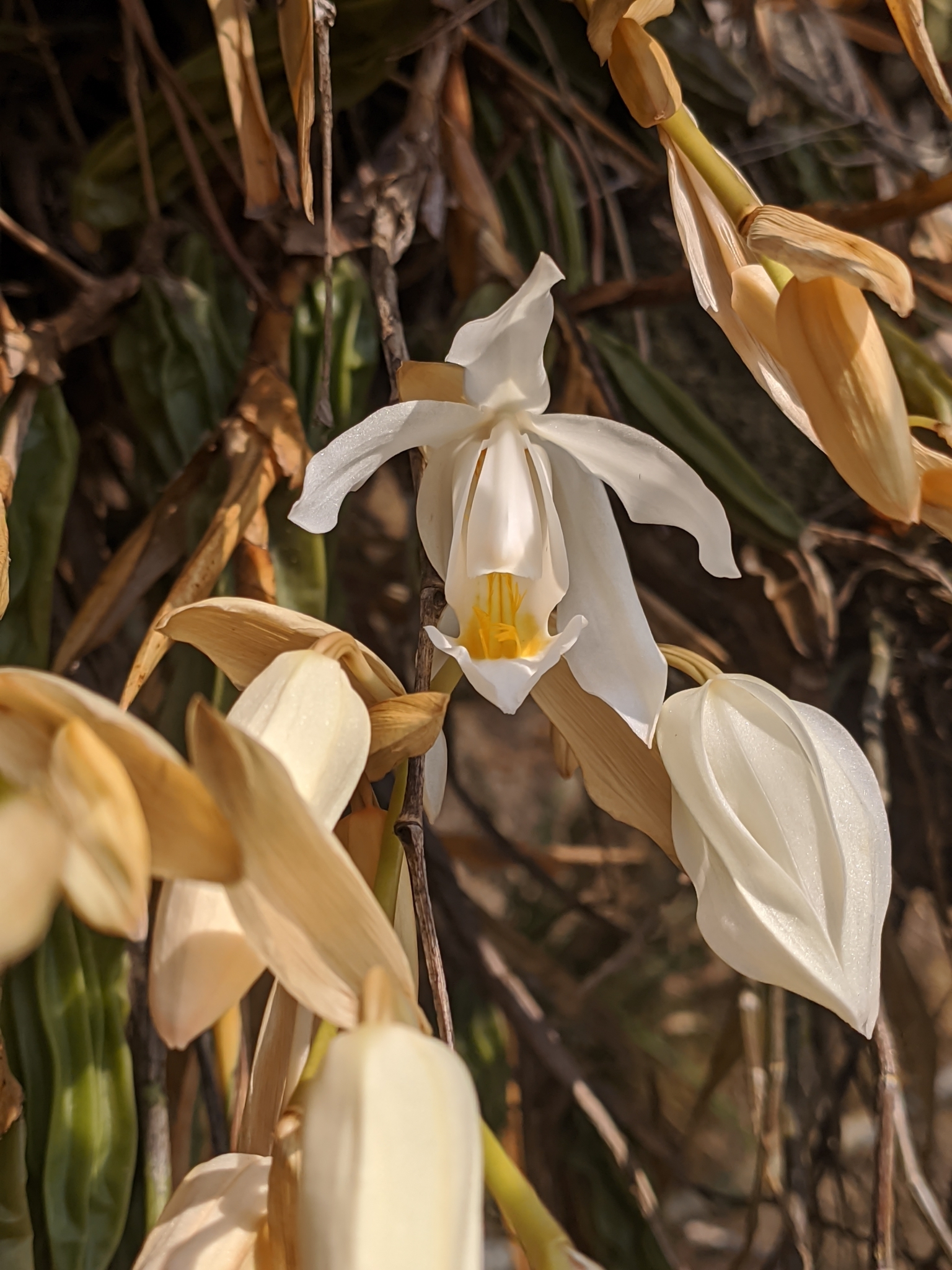 Imagem de Orquídea-dama-da-noite