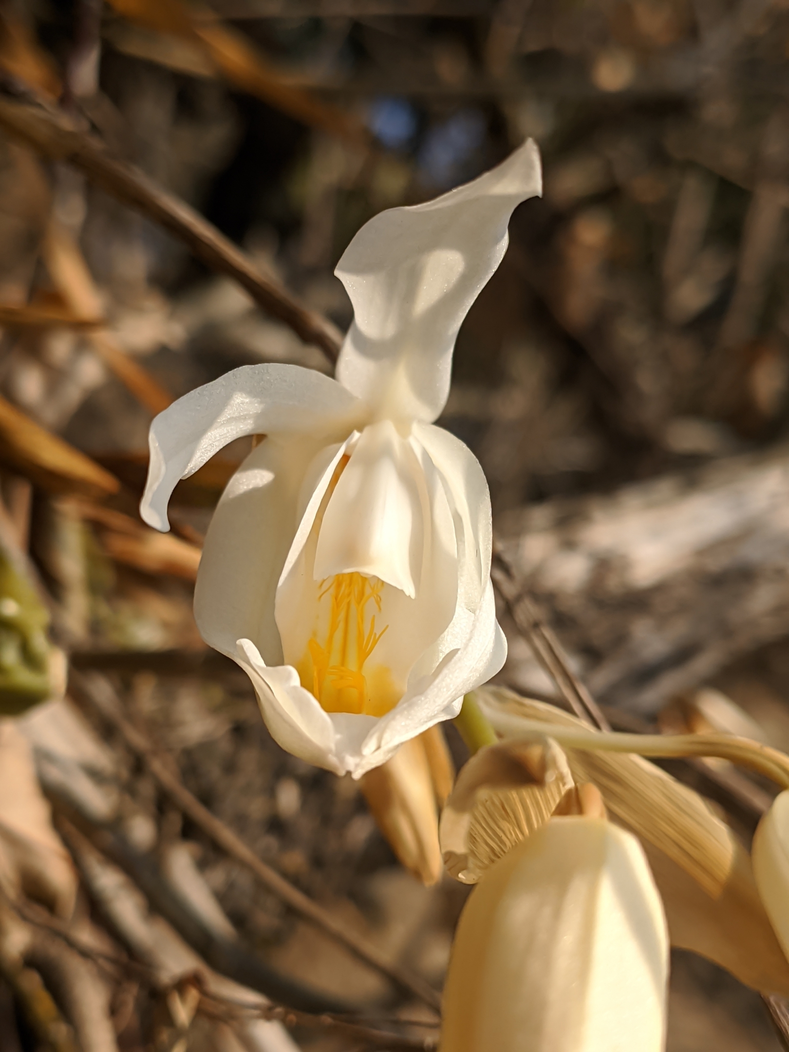 Imagem de Orquídea-dama-da-noite