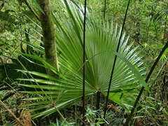 Livistona chinensis