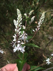 Veronica derwentiana