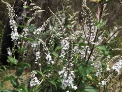 Veronica derwentiana