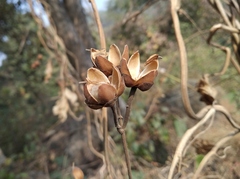 Ipomoea mauritiana
