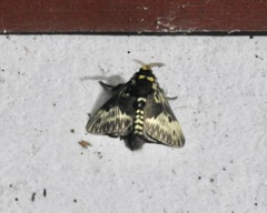 Megalopyge albicollis