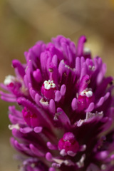 Castilleja exserta exserta