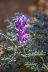 Lupinus excubitus