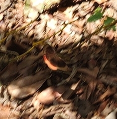 Biblis hyperia