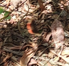Biblis hyperia