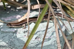 Marisora lineola
