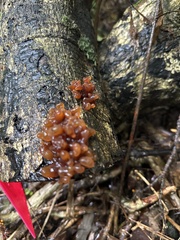Tremella vesiculosa