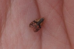 Bothriocera