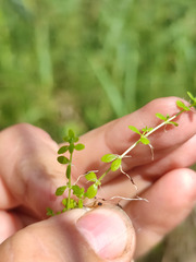 Callitriche cophocarpa