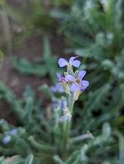 Matthiola parviflora