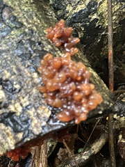 Tremella vesiculosa