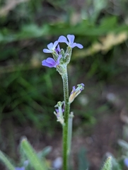 Matthiola parviflora