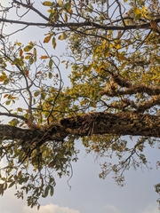 Podochilus cultratus