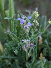 Matthiola parviflora