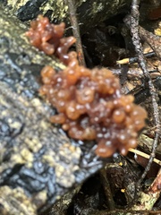 Tremella vesiculosa