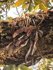 Podochilus cultratus