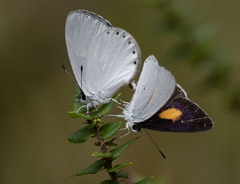 Candalides xanthospilos