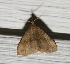 Phalaenostola eumelusalis