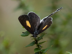 Candalides xanthospilos