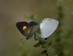 Candalides xanthospilos