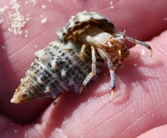 Clibanarius tricolor