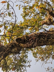 Podochilus cultratus