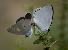 Candalides xanthospilos