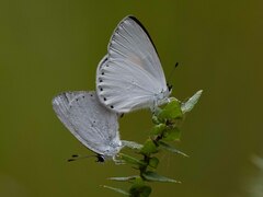 Candalides xanthospilos