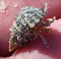 Clibanarius tricolor