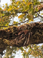 Podochilus cultratus