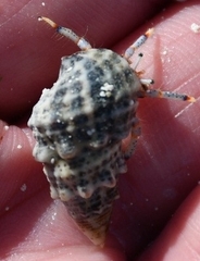 Clibanarius tricolor