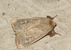 Leucania pseudargyria