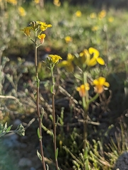 Physaria