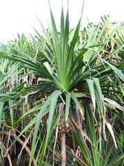 Pandanus christmatensis