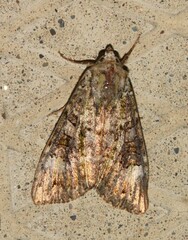 Anaplectoides prasina