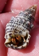 Clibanarius tricolor