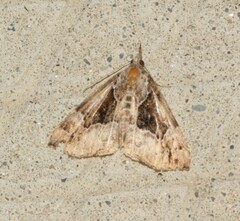 Hypena palparia