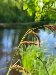 Carex acuta