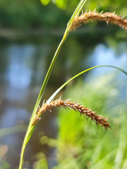 Carex acuta